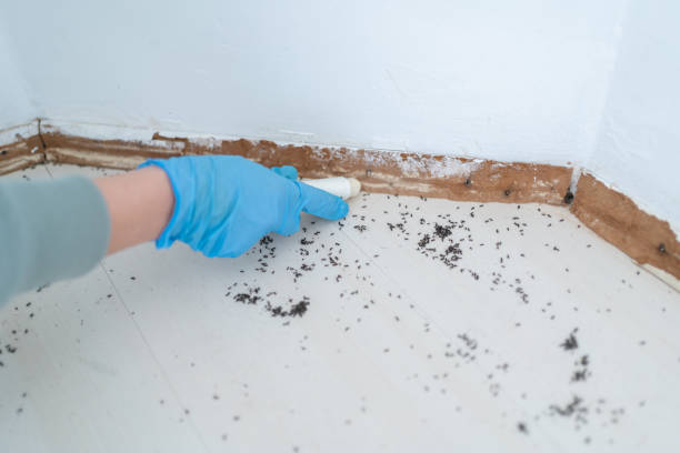 Best Mosquito Control Services  in O, MI
